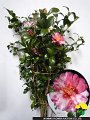 Camellia japonica Hoshihiryu